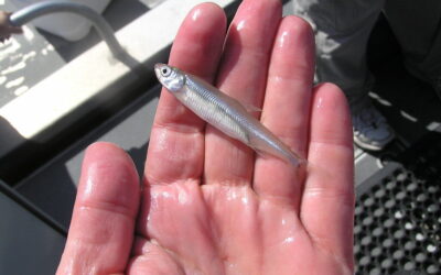 Traški stinta su agurko aromatu: paprastas receptas, paversti ją nepamirštamu patiekalu