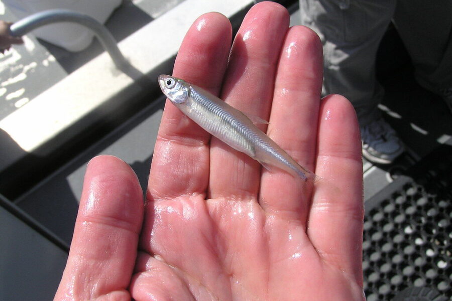 Traški stinta su agurko aromatu: paprastas receptas, paversti ją nepamirštamu patiekalu