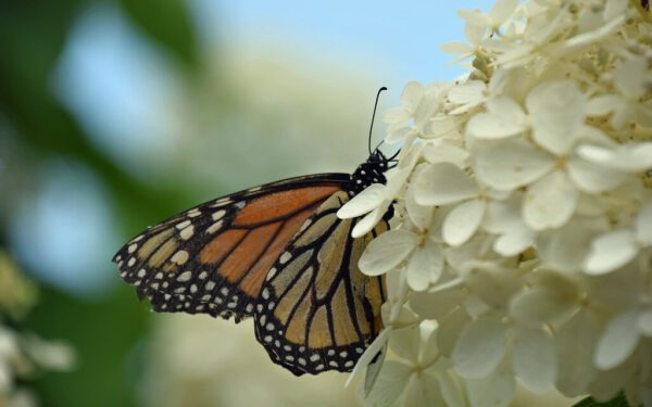 Hortenzijų tręšimas ir priežiūra: patarimai, kaip užtikrinti sveiką augimą ir ryškius žiedus