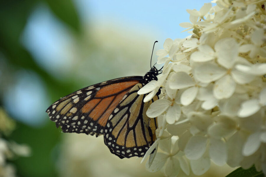 Hortenzijų tręšimas ir priežiūra: patarimai, kaip užtikrinti sveiką augimą ir ryškius žiedus