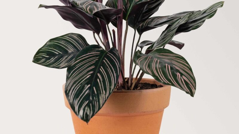 Ši diena slepia daugiau nei atrodo: augalas gali atverti tavo likimo ženklus