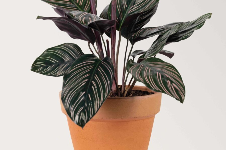 Ši diena slepia daugiau nei atrodo: augalas gali atverti tavo likimo ženklus