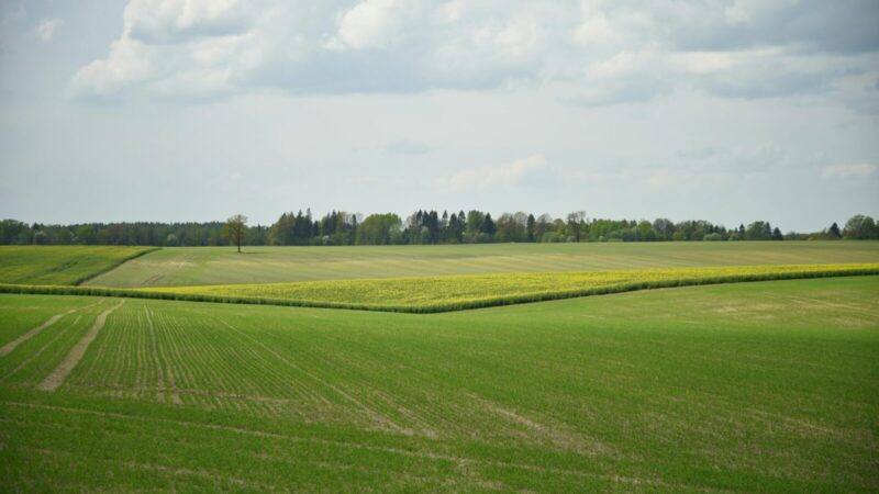 Valstybė gali paimti jūsų žemę: sužinokite, kada tai nutinka ir kodėl galite likti be savo sklypo