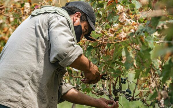 Vynmedžių formavimas ir genėjimas: išsamus praktinis vadovas, ką būtina padaryti pavasarį