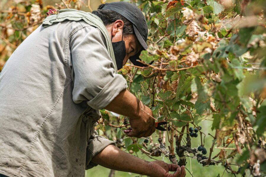 Vynmedžių formavimas ir genėjimas: išsamus praktinis vadovas, ką būtina padaryti pavasarį