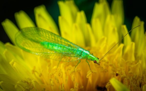 Auksaakių nauda augalams: sužinokite, kodėl jų nereikia naikinti ir kaip jie padeda kovoti su kenkėjais