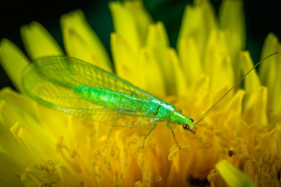 Auksaakių nauda augalams: sužinokite, kodėl jų nereikia naikinti ir kaip jie padeda kovoti su kenkėjais