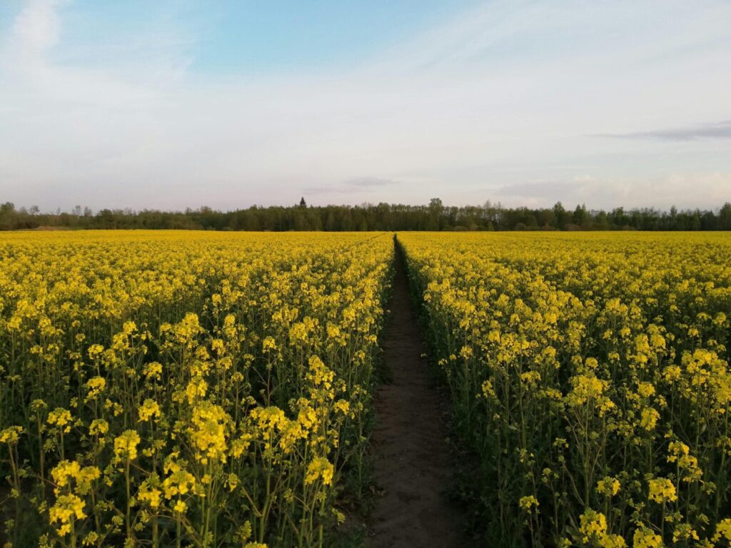 A vast rapeseed field in bloom under a clear sky in Lithuania, capturing the vibrant essence of spring.