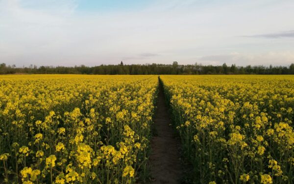 Pamiršk užsienį – šie unikalūs Lietuvos kampeliai privers išsižioti iš nuostabos