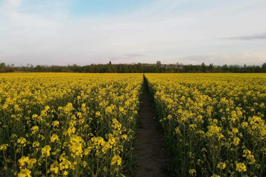 A vast rapeseed field in bloom under a clear sky in Lithuania, capturing the vibrant essence of spring.