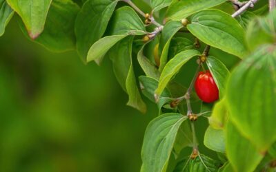 Mažos, bet kupinos skonio ir naudos: patarimai, kaip panaudoti sedulo uogas, kad atsiskleistų jų skonis