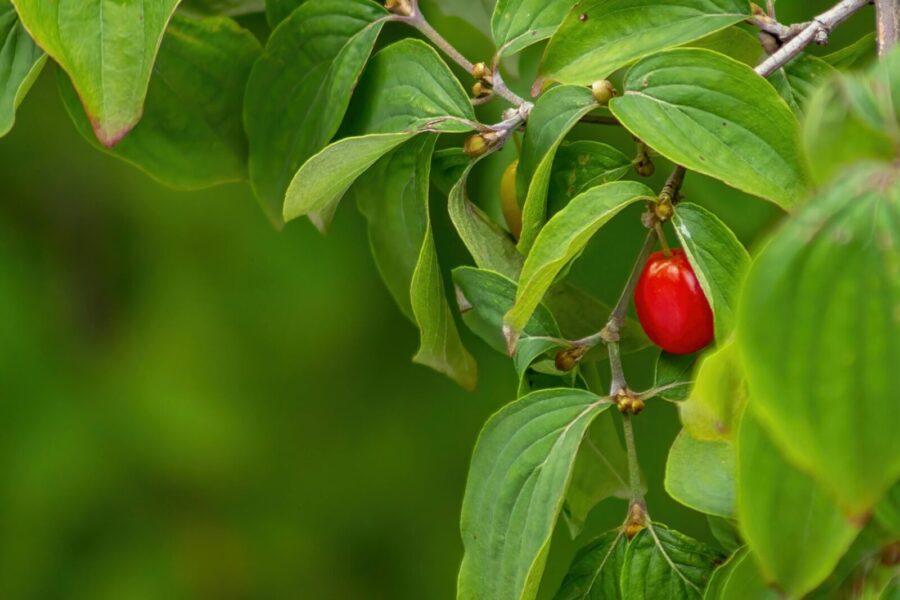 Mažos, bet kupinos skonio ir naudos: patarimai, kaip panaudoti sedulo uogas, kad atsiskleistų jų skonis