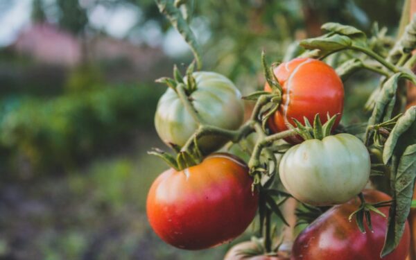 Norite sutaupyti pinigų? Šiuos augalus verta auginti patiems, viskas paprasčiau nei galvojate