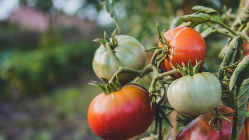 Norite sutaupyti pinigų? Šiuos augalus verta auginti patiems, viskas paprasčiau nei galvojate