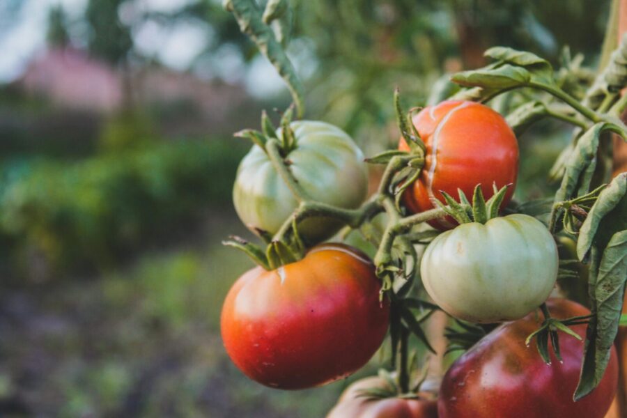 A detailed view of tomatoes in various stages of ripeness growing on the vine in a garden.