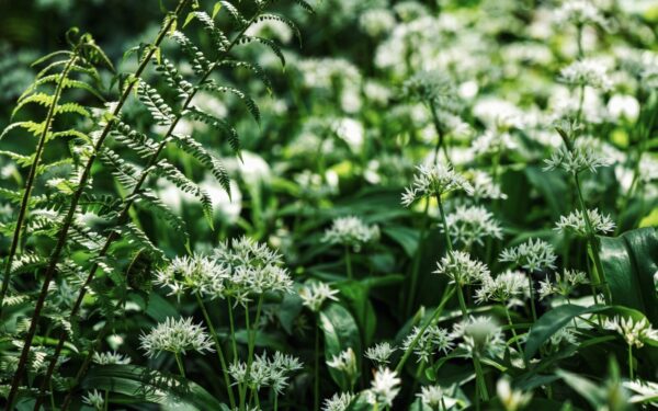 Pavasario žvaigždė: sužinokite, kodėl meškinis česnakas toks populiarus ir kuo jis ypatingas