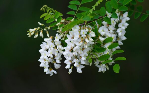 Nauda, rizikos ir ką rekomenduoja specialistai: viskas, ką svarbu žinoti prieš sodinant baltažiedę robiniją