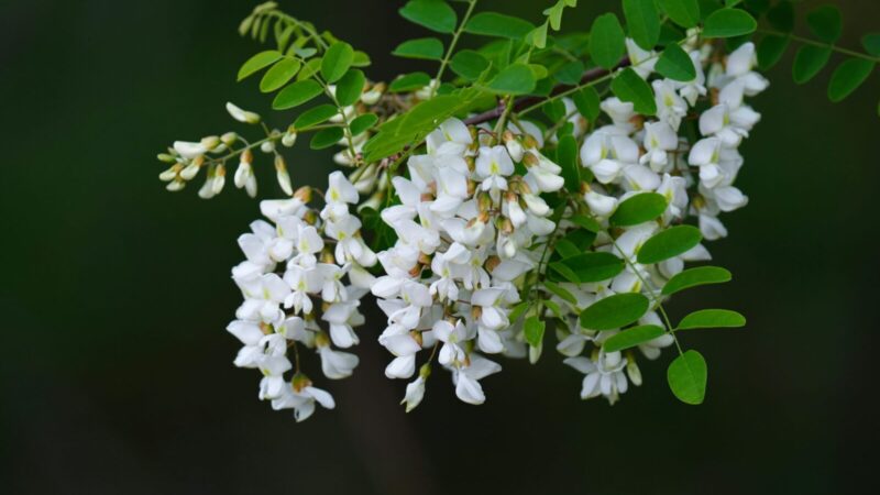 Nauda, rizikos ir ką rekomenduoja specialistai: viskas, ką svarbu žinoti prieš sodinant baltažiedę robiniją