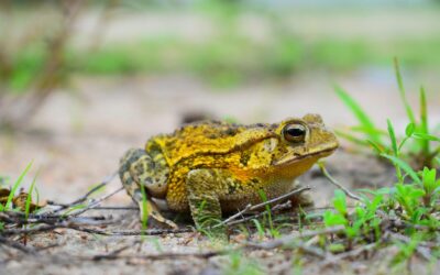 Natūrali kenkėjų kontrolė ir ekosistemos balansas: sužinokite, kaip pritraukti varles į sodą