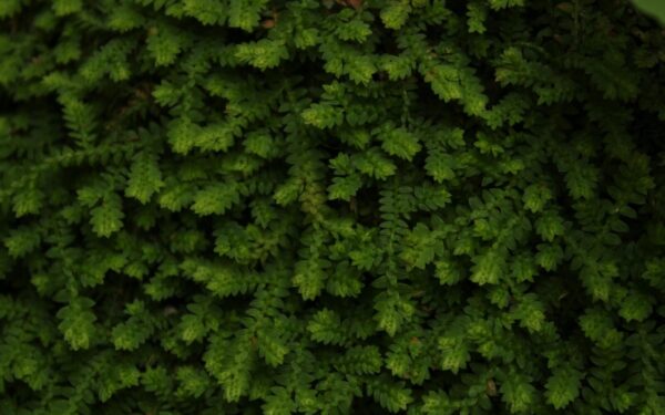 Lausono puskiparisis vietoj tujų: sužinokite, kodėl jį renkasi vis daugiau sodininkų