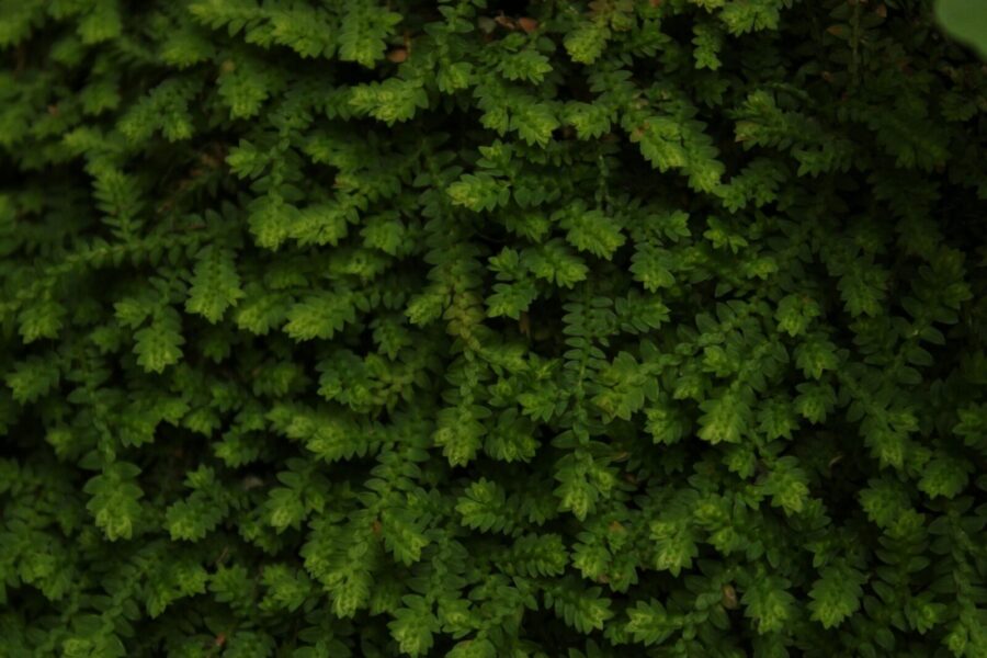 Lausono puskiparisis vietoj tujų: sužinokite, kodėl jį renkasi vis daugiau sodininkų