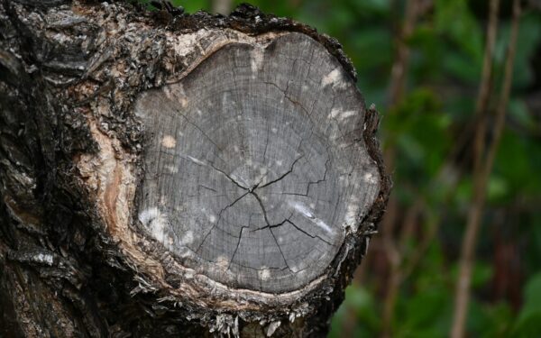 Viena klaida pavasarį gali pražudyti vaismedžius: štai ką būtina padaryti nedelsiant