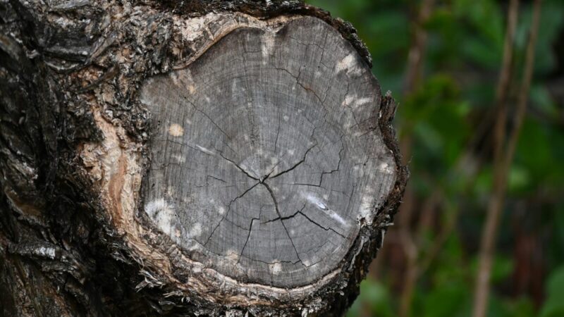 Viena klaida pavasarį gali pražudyti vaismedžius: štai ką būtina padaryti nedelsiant
