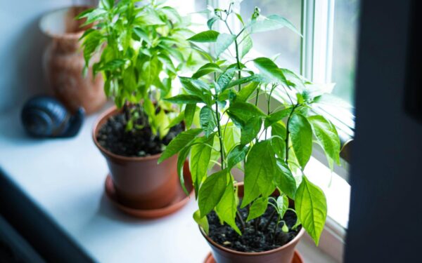 Pomidorų ir paprikų auginimas namuose: dažniausios klaidos ir praktiniai patarimai pradedantiesiems