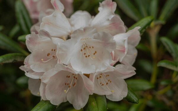 Bukalapė azalija: svarbiausios auginimo taisyklės ir patarimai, kaip užtikrinti gausų žydėjimą