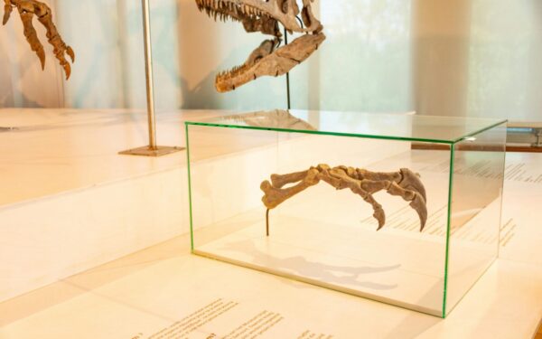 Netikėta paleontologų atradimas: neįprastas krokodilų giminaitis stebina savo keista evoliucija