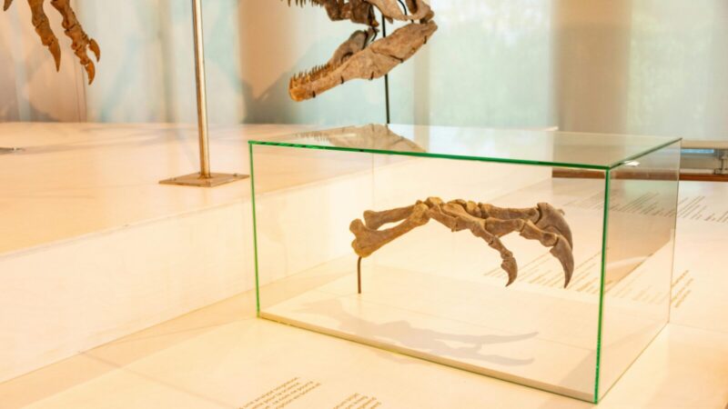 Netikėta paleontologų atradimas: neįprastas krokodilų giminaitis stebina savo keista evoliucija