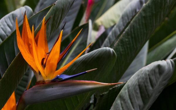 Nuo orchidėjų prie strelicijos: egzotiškas augalas jūsų namams ir jo priežiūros pagrindai