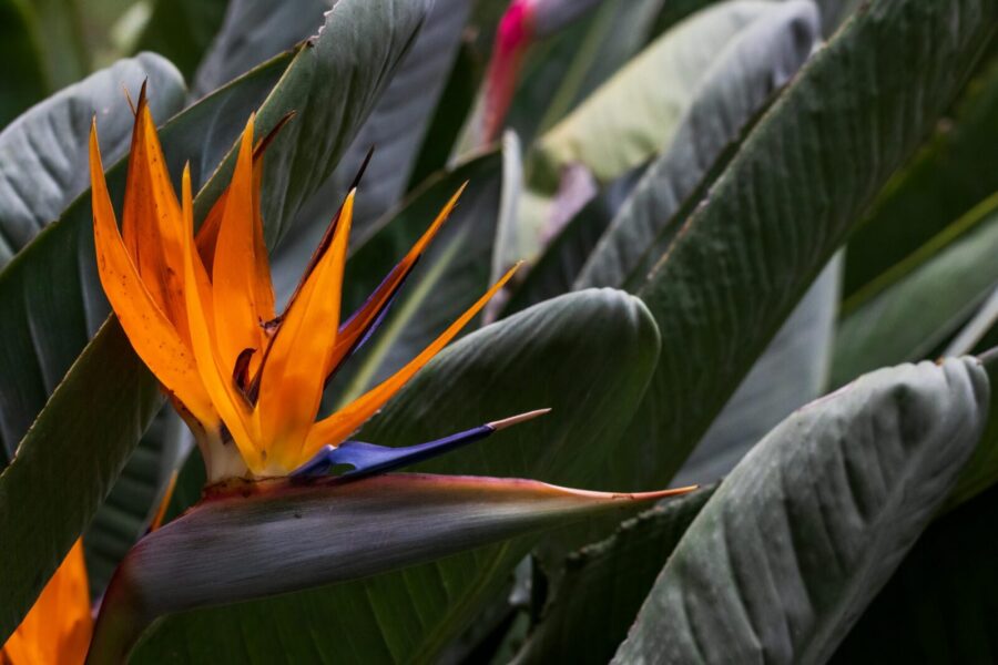 Nuo orchidėjų prie strelicijos: egzotiškas augalas jūsų namams ir jo priežiūros pagrindai