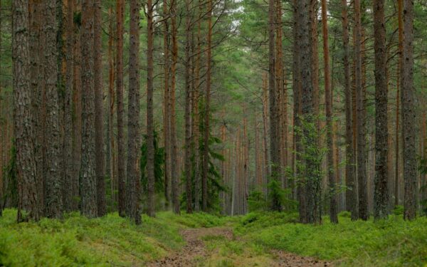 Boreckos girioje aptikti artefaktai: 2 000 metų senumo radiniai gali pakeisti regiono istorijos suvokimą