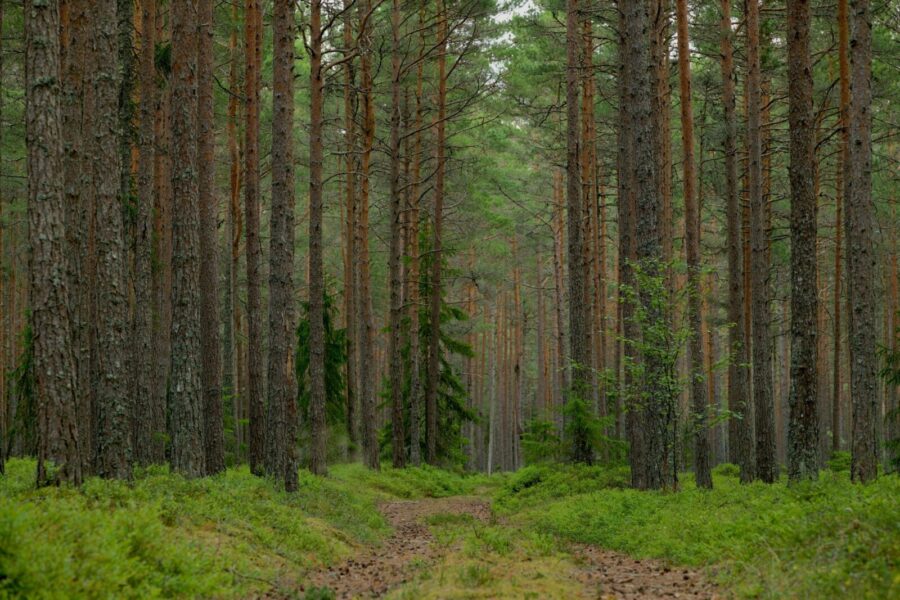 Boreckos girioje aptikti artefaktai: 2 000 metų senumo radiniai gali pakeisti regiono istorijos suvokimą