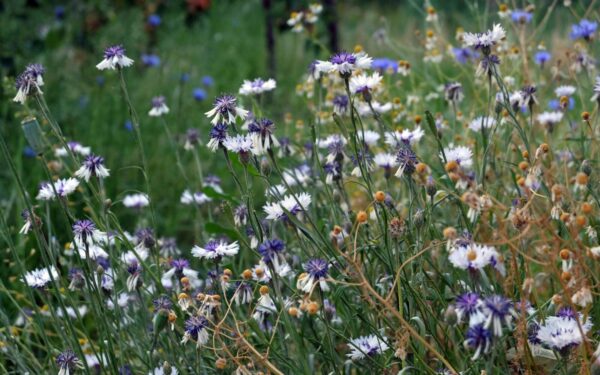 Mėlynasis kupidynas: įspūdingas ilgo žydėjimo ir lengvai prižiūrimas sodo augalas