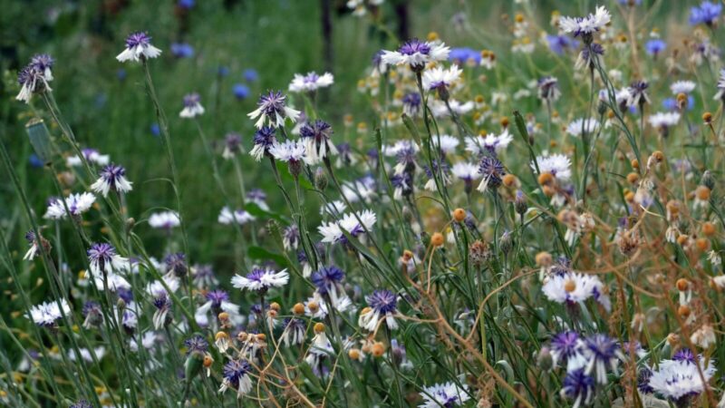 Mėlynasis kupidynas: įspūdingas ilgo žydėjimo ir lengvai prižiūrimas sodo augalas