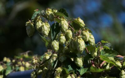 Proga paragauti vos kelias savaites per metus: šio pavasario delikateso jau beveik neliko