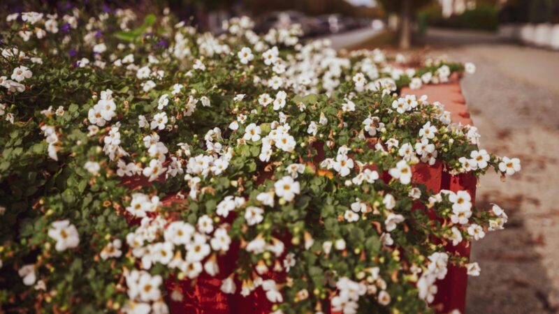 Atrodo nepriekaištingai, bet tik jei prižiūrėsite teisingai: bakopa reikalauja vieno dalyko