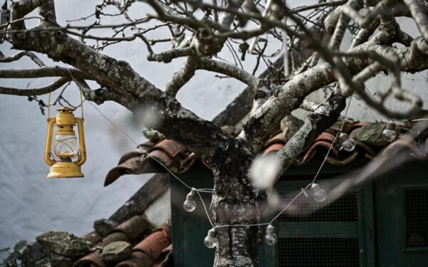 Įtrūkimų priežastys, gydymas ir prevencija: sužinokite, kaip padėti medžiams po žiemos