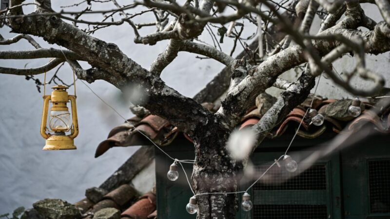 Įtrūkimų priežastys, gydymas ir prevencija: sužinokite, kaip padėti medžiams po žiemos