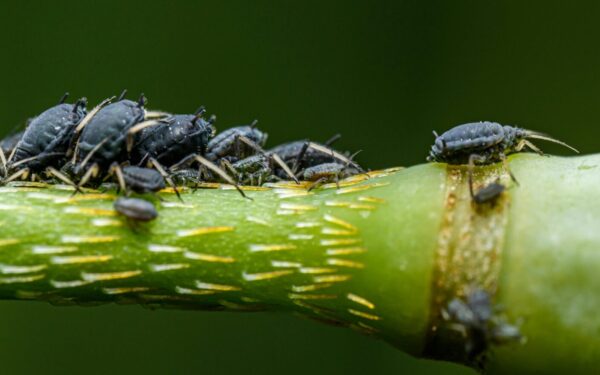 Imbieras kaip pagalbinė priemonė: netikėtas sprendimas darže, kuris sumažins amarus be chemijos