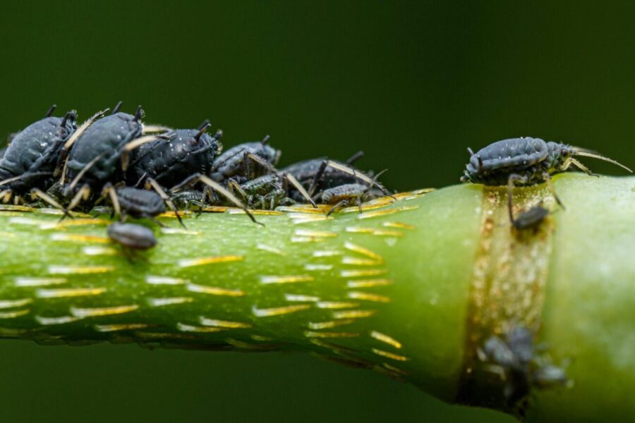 Imbieras kaip pagalbinė priemonė: netikėtas sprendimas darže, kuris sumažins amarus be chemijos