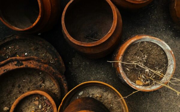 Senas substratas dar gali duoti derlių: naudotą žemę galima prikelti per kelias minutes