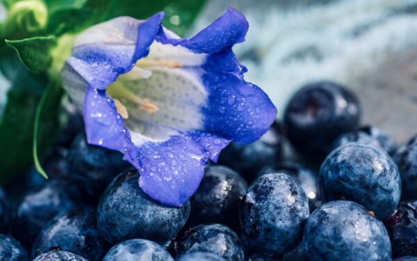 Krūmas žaliuoja, derliaus nėra: šilauogėms gali reikėti daugiau šviesos, nei manote