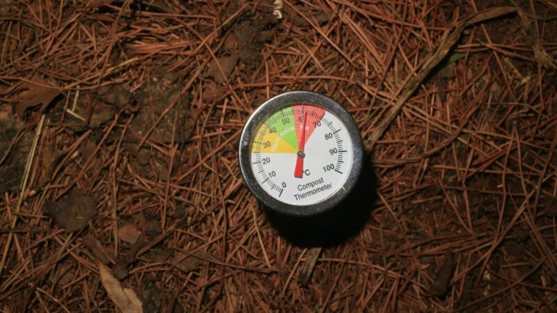 Bulvių auginimo pagrindai: sodinimo ir priežiūros gairės, kaip išvengti klaidų ir užauginti daugiau