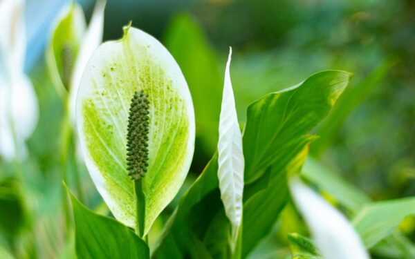 Tinkama žemė ir priežiūros pagrindai: patarimai, kaip užtikrinti gerą vėzdūnės augimą