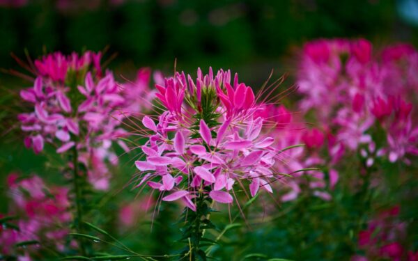 Egzotiškosios kleomės auginimas: svarbiausi patarimai, kur sodinti ir kaip prižiūrėti, kad ilgai žydėtų