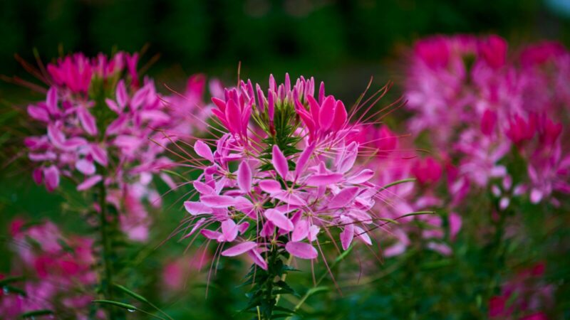 Egzotiškosios kleomės auginimas: svarbiausi patarimai, kur sodinti ir kaip prižiūrėti, kad ilgai žydėtų