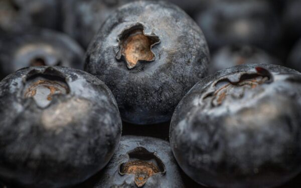 Šilauogių priežiūra: paprasti, bet veiksmingi patarimai, kaip išauginti didesnes ir saldesnes uogas